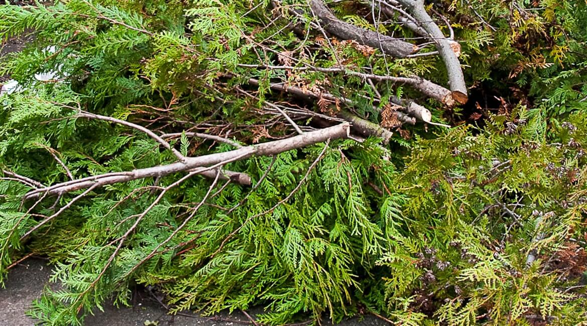 Déchets de verts